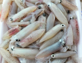 MỰC SỬA - MỰC TÉP 